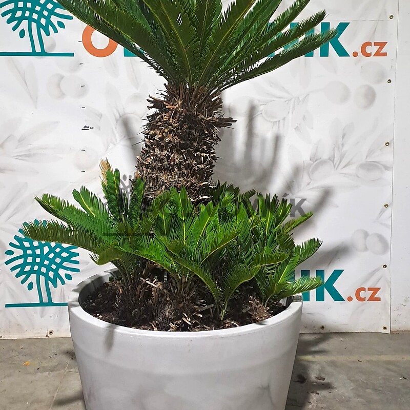 CYCAS REVOLÚTA - výška 145cm