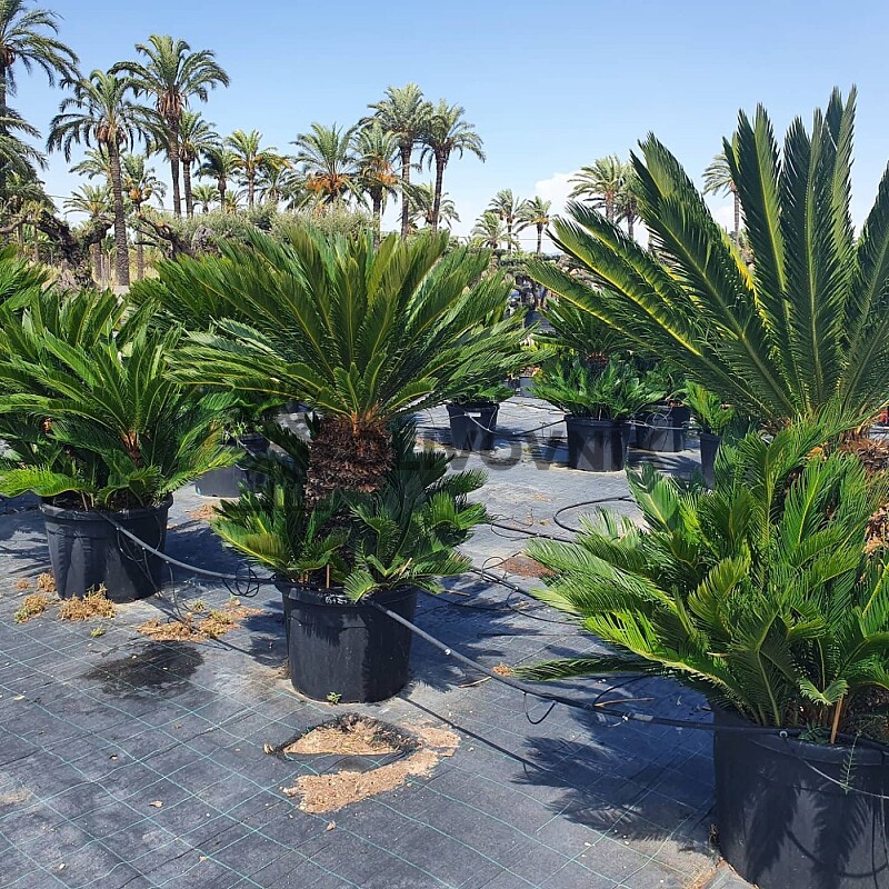 CYCAS REVOLÚTA / Multikmeň / 85cm / výška 190cm