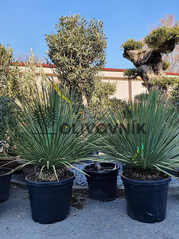 DASYLIRION SERRATIFOLIUM C35/25Lt