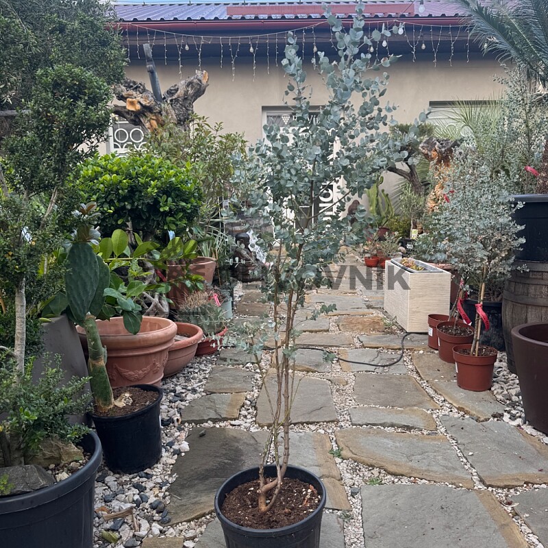 EUCALYPTUS GUNNII - na kmienku / 110cm