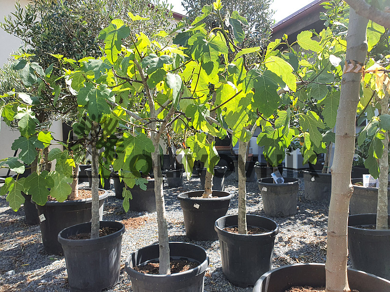 FICUS CARICA - Figovník (180 - 200cm) 70lt