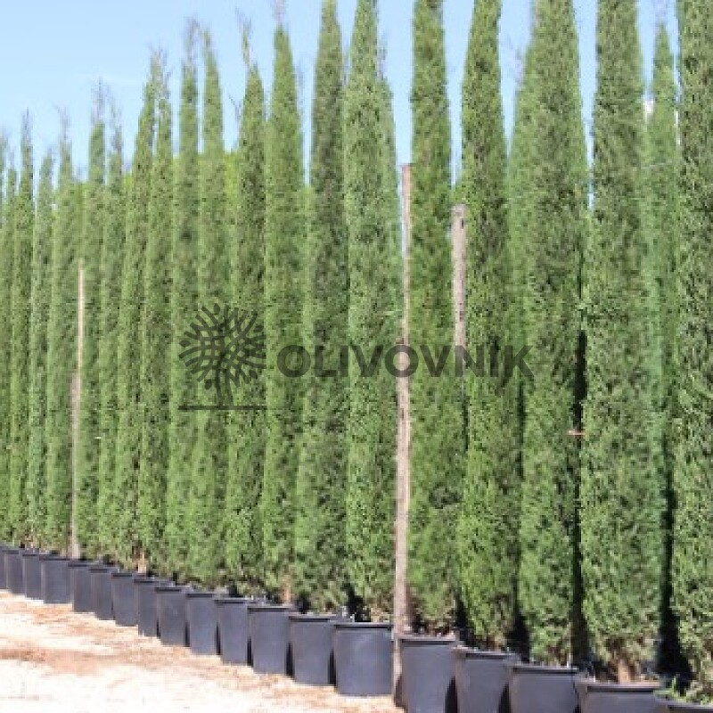 Cyprus vždyzelený - Cupressus Sempervirens - Totem Garda