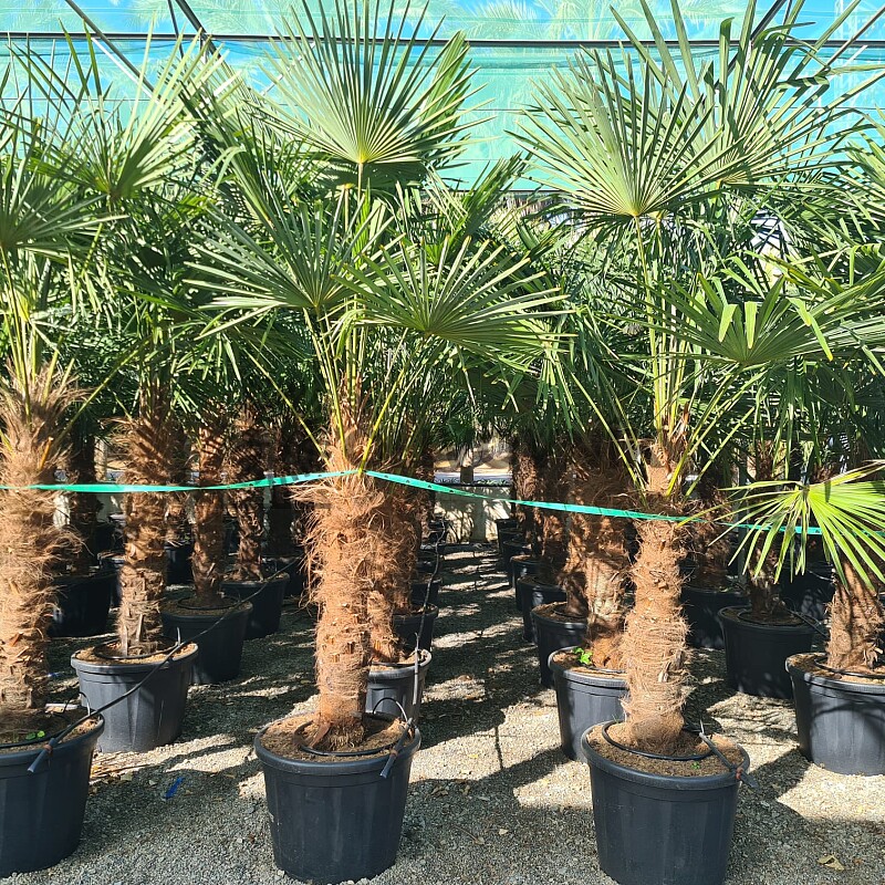 Trachycarpus Fortunei - mrazuvzdorná palma (-17C)