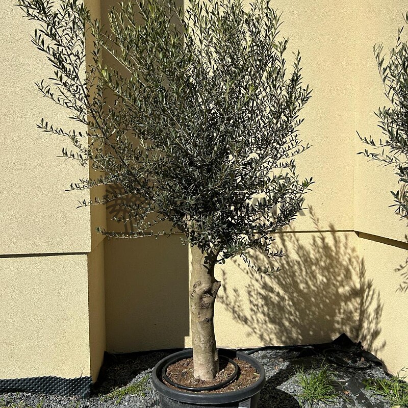 Olivovník Európsky - Intensivo - 70lt - 180/200cm