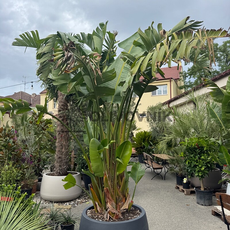 Strelitzia Augusta 250/300cm + kvetináč Titano antracit
