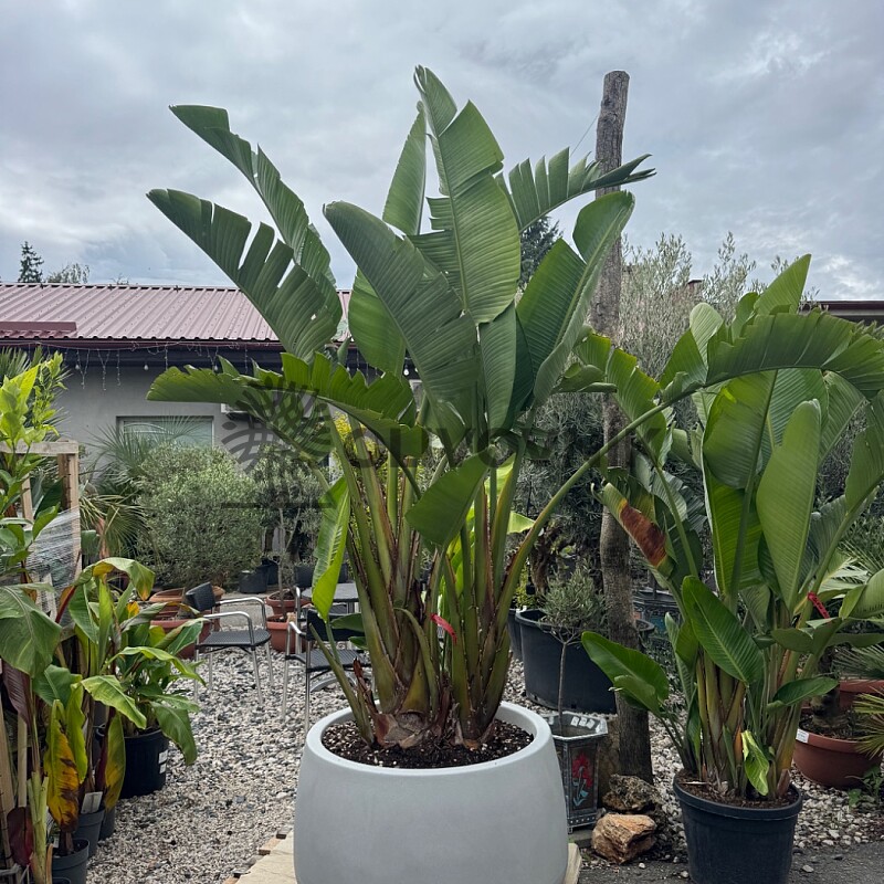 Strelitzia Augusta 200/250cm + kvetináč Titano šedá kameň