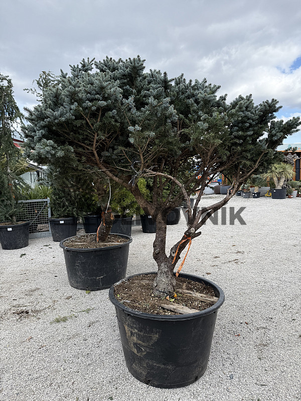 Smrk stříbrný / Picea Pungens / Glauca Globosa