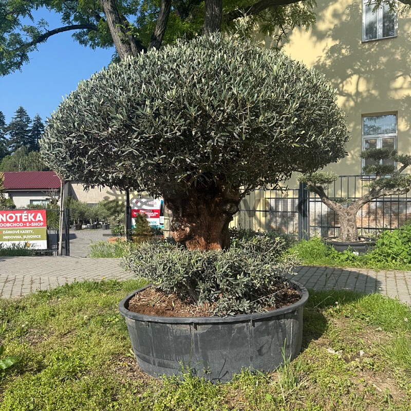 Olivovník Evropský PON - CHAMPINON