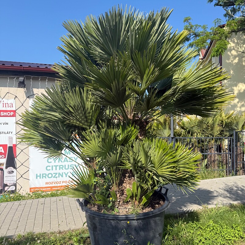 Chamaerops Humilis Vulcano - Grupo