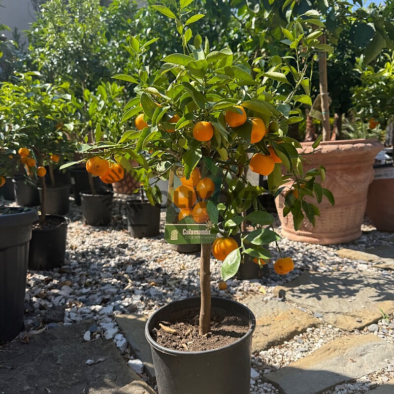 2026 Rezervace / Citrusy mix / výška 60/80cm