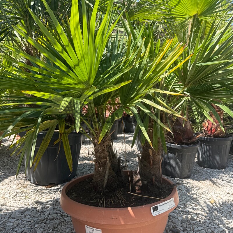 Trachycarpus Fortunei - trojkmeň - mrazuvzdorná palma (-17C)