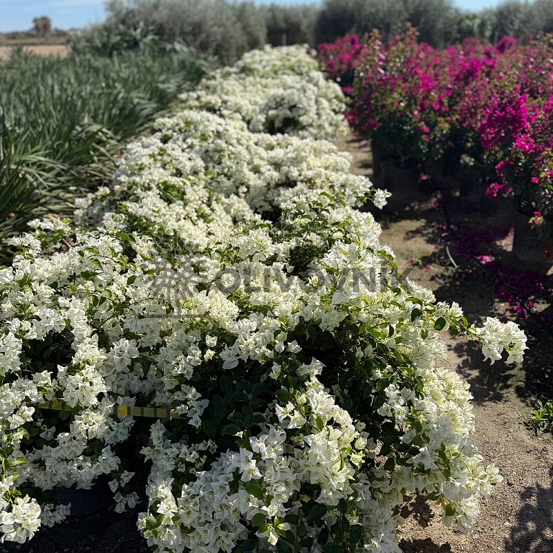 2026 Rezervace / Bougenvillea - bílá (Bugenvilea)