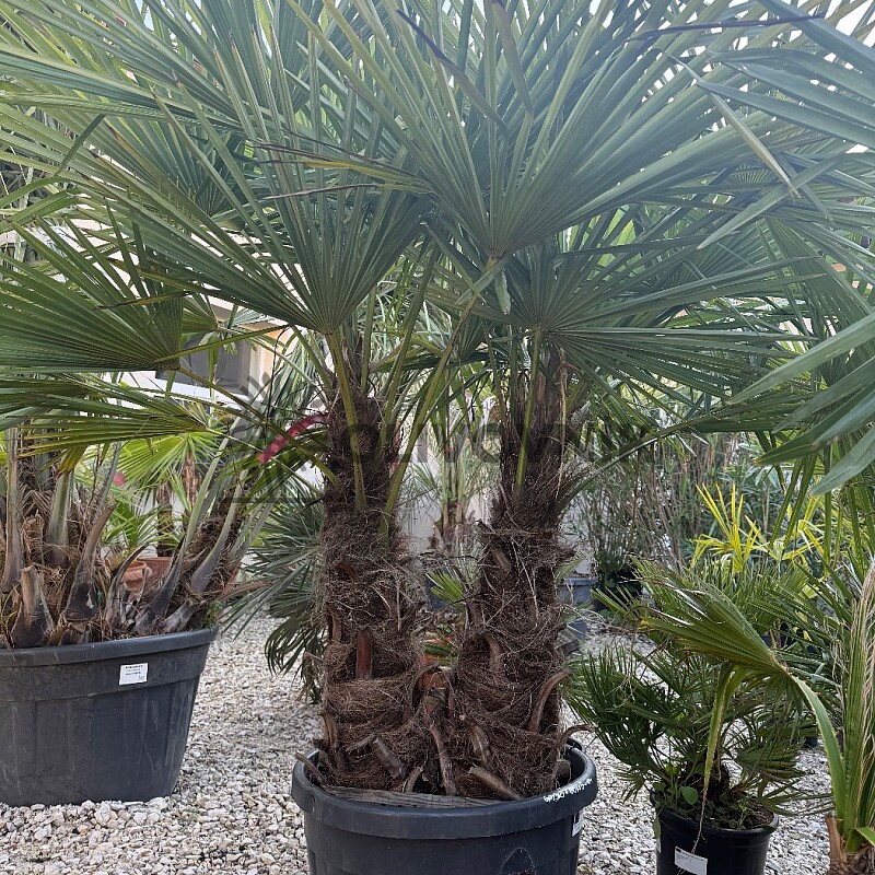 Trachycarpus Fortunei - dvoukmen - mrazuvzdorná palma (-17C)