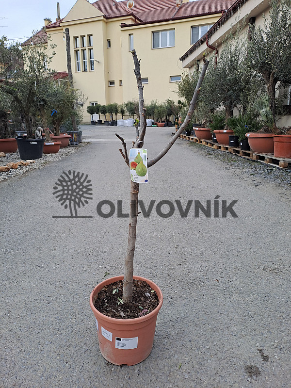 FICUS CARICA - Fig 10lt - CUELLO DAMA BLANCA