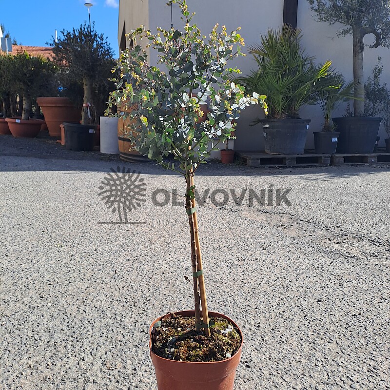 EUCALYPTUS GUNNII - na kmienku / 80cm