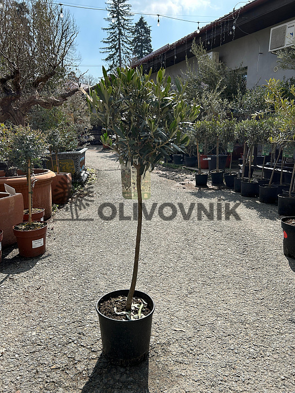 Olivovník Európsky - Mini Copa 100cm - 7,5lt