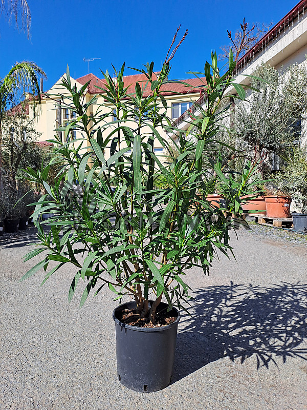 Oleander Nerium - kríkový - 120cm