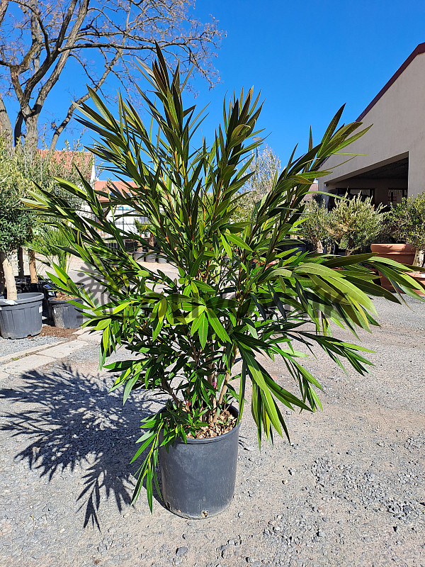 Oleander Nerium - kríkový - 140/150cm