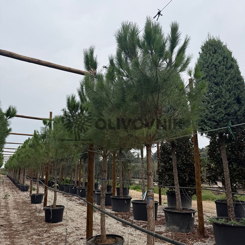 Pinus Pinea - Borovice Pínie