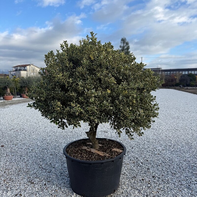 Iles Aquifolium ˇVariegatumˇ 150/175cm / 285lt / Extra Multitronco