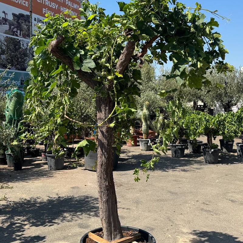 Vinič - Vitis vinifera - alta 90 / výška 240cm