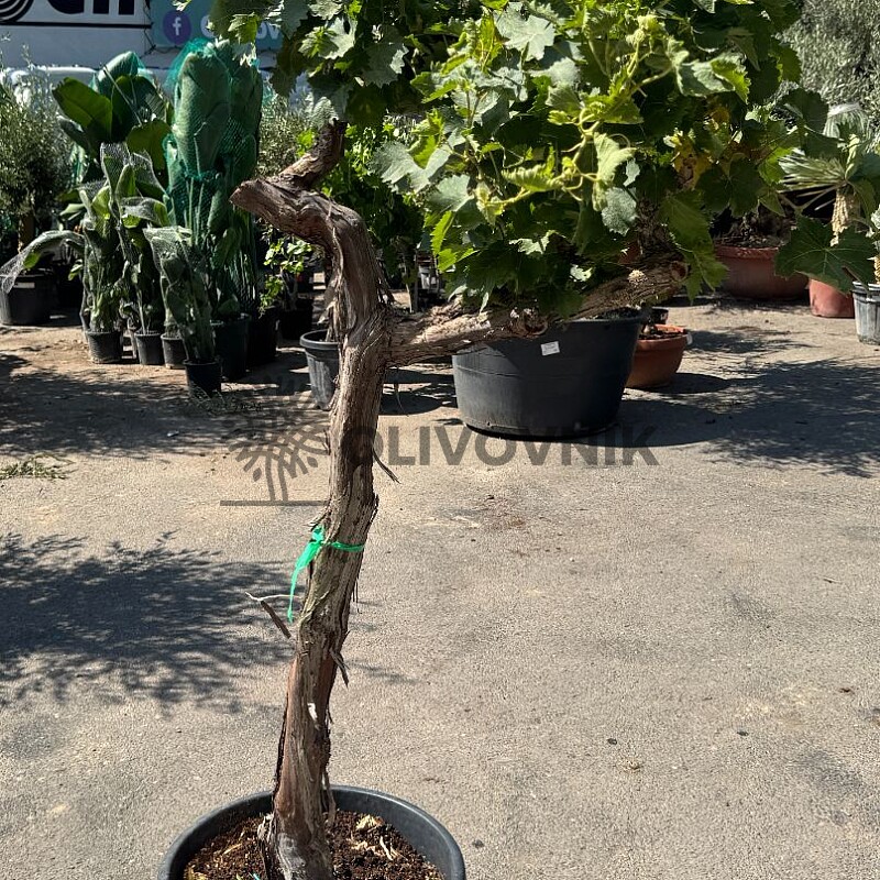 Vinič - Vitis vinifera - alta mediana 45L / výška 170cm