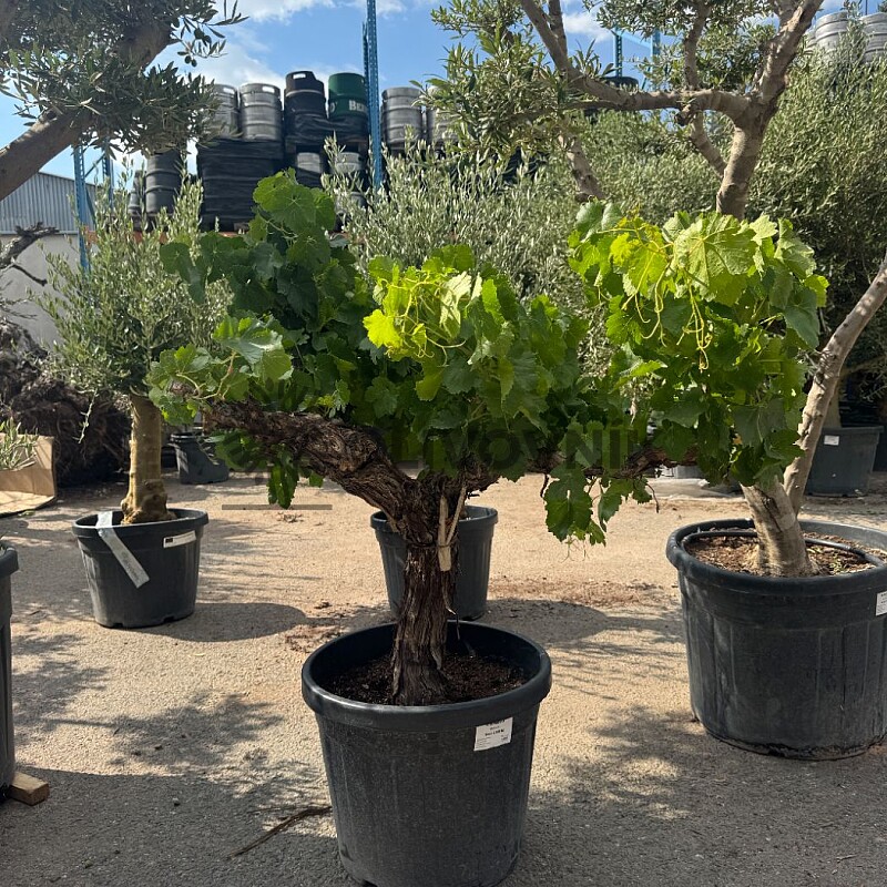 Vinič - Vitis vinifera - baja 45L / výška 140cm