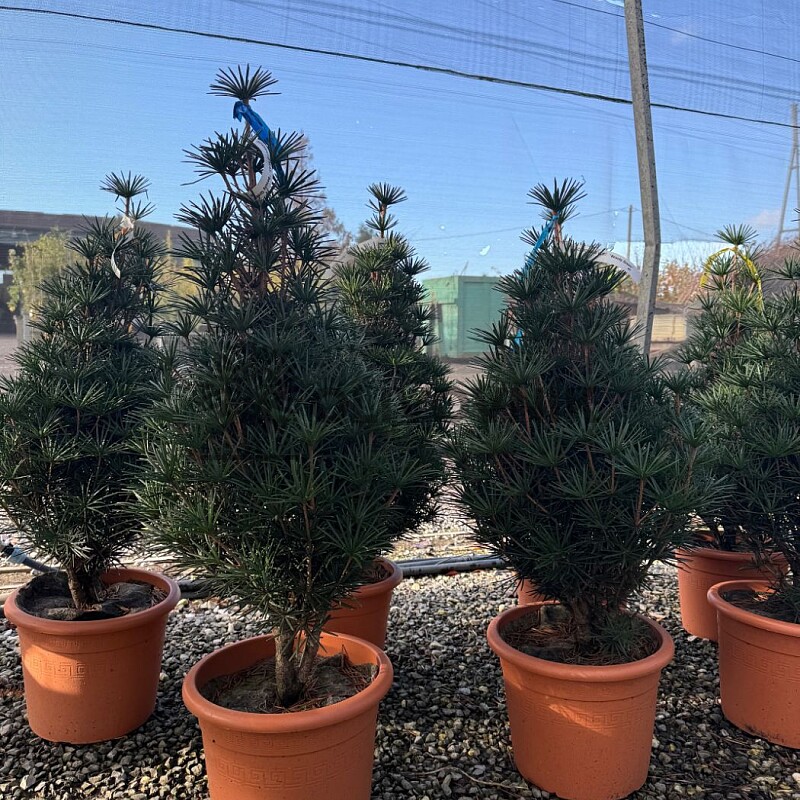 SCIADOPITYS VERTICILLATA " Beauty Green" - Pajehličník /100-125cm