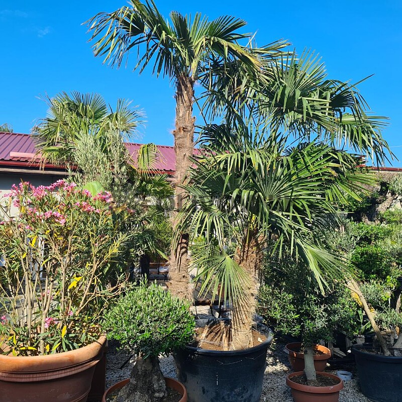 Trachycarpus Fortunei - trojkmeň - kompletná výška kmeňov 580cm