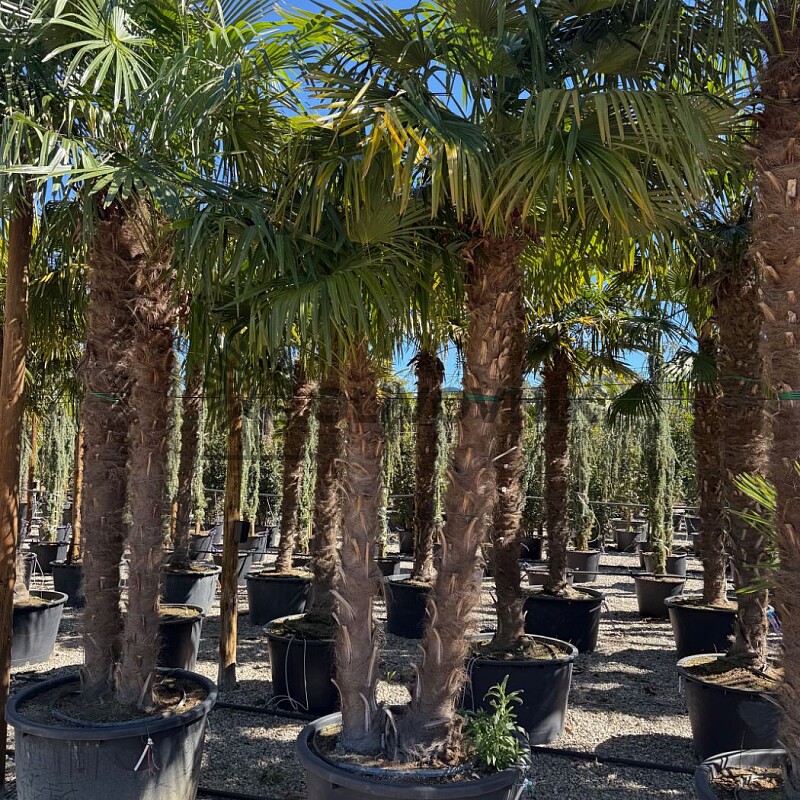 Trachycarpus Fortunei - dvoukmen xxl - mrazuvzdorná palma (-17C)