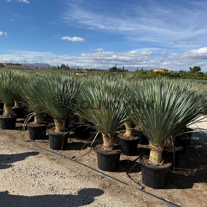 2026 Rezervace / Yucca Rostrata 20/30cm