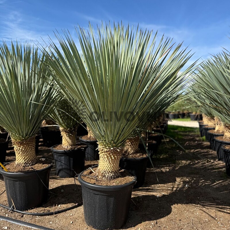 2026 Rezervace / Yucca Rostrata EXTRA - 40cm