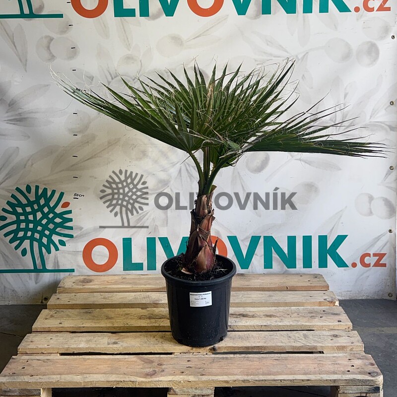 WASHINGTONIA ROBUSTA / 10LT / výška 100-110cm