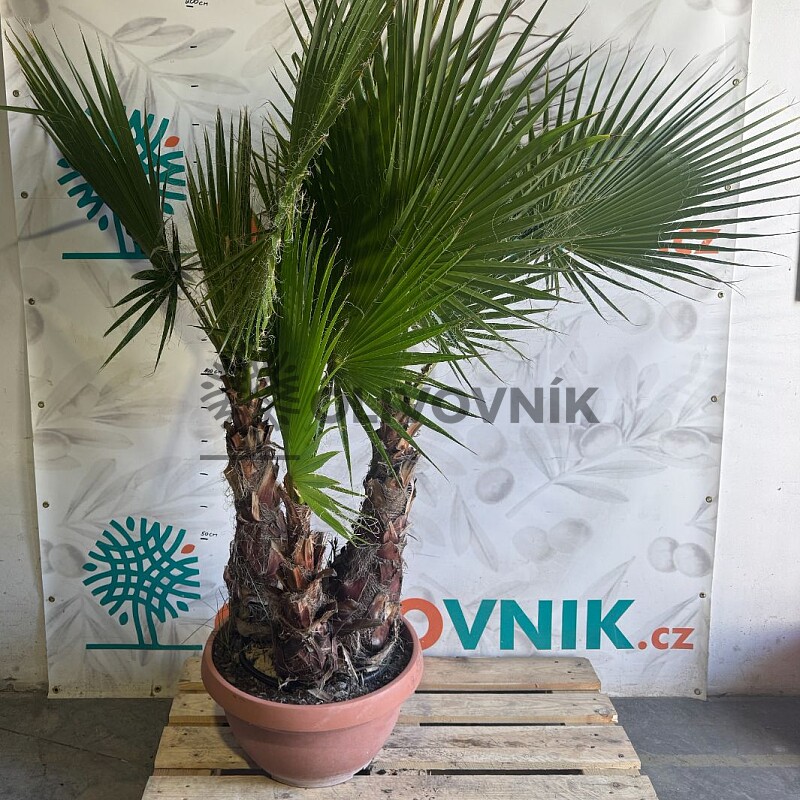 WASHINGTONIA / Troj kmeň / výška 180-200cm