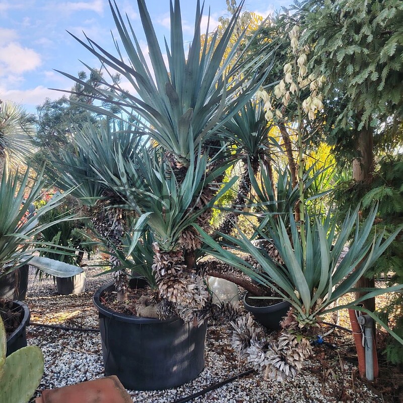 Yuka Gloriosa extra / 200/250cm, 375lt, multikmeň