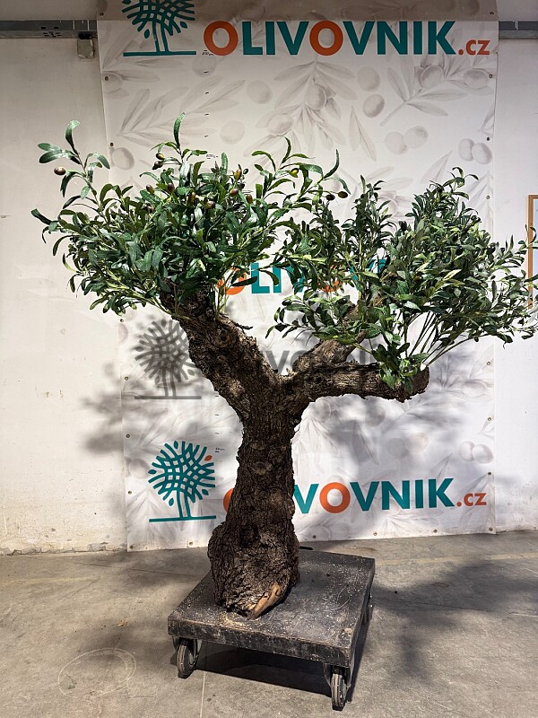 Olivovník Európsky - Bonsai / 155cm / umelá koruna + olivový kmeň