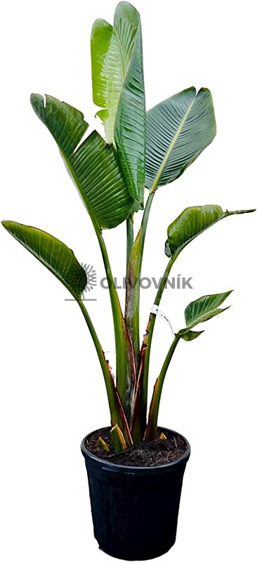 Strelitzia Augusta 5Lt, 10Lt