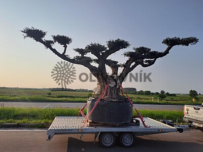 Veľký Olivovník Bonsai Plato - Zlínský kraj