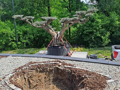 Veľký Olivovník Bonsai Plato - Zlínský kraj