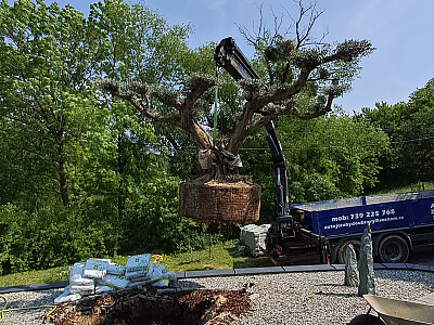 Veľký Olivovník Bonsai Plato - Zlínský kraj