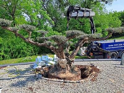 Veľký Olivovník Bonsai Plato - Zlínský kraj