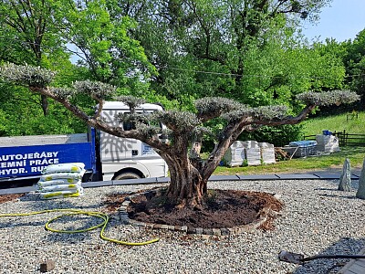 Veľký Olivovník Bonsai Plato - Zlínský kraj