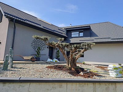 Veľký Olivovník Bonsai Plato - Zlínský kraj