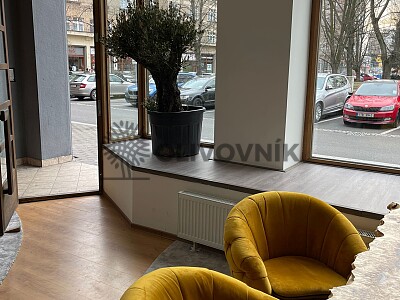 Olivovníky a palmy 2022