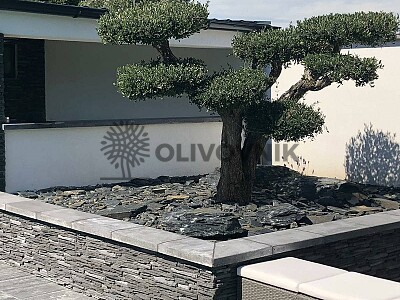 Olivovník na Morave