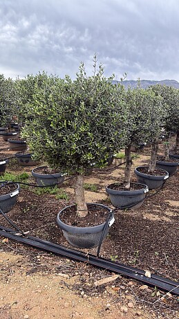 2026 REZERVACE - Olivovník Evropský - Bonsai Deco pot