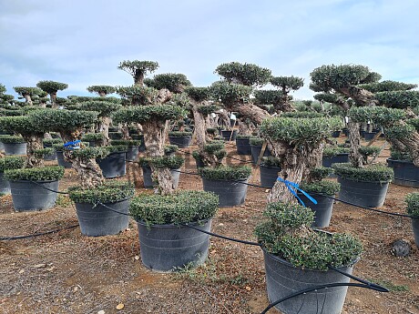 Olivovník Európsky - Lechin Pon Pon Bonsai Mediano Speciale