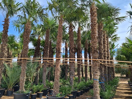 Trachycarpus Fortunei - výška kmeňa 580cm + koruna, mrazuodolná do -17C