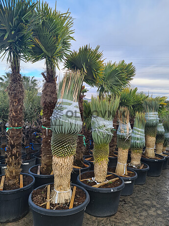 Yucca Rostrata EXTRA - 50cm