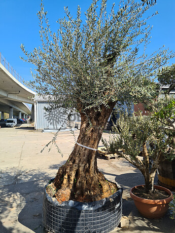 Olivovník Európsky - Bonsai Ejemplar Cesto